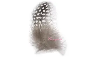 Plume blanche nail art