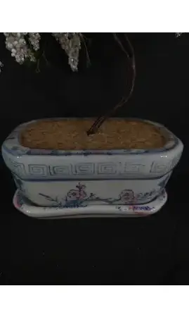 Bonsaï en fleurs pot