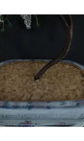 Bonsaï en fleurs pot