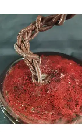 Sumac de virginie pot noir