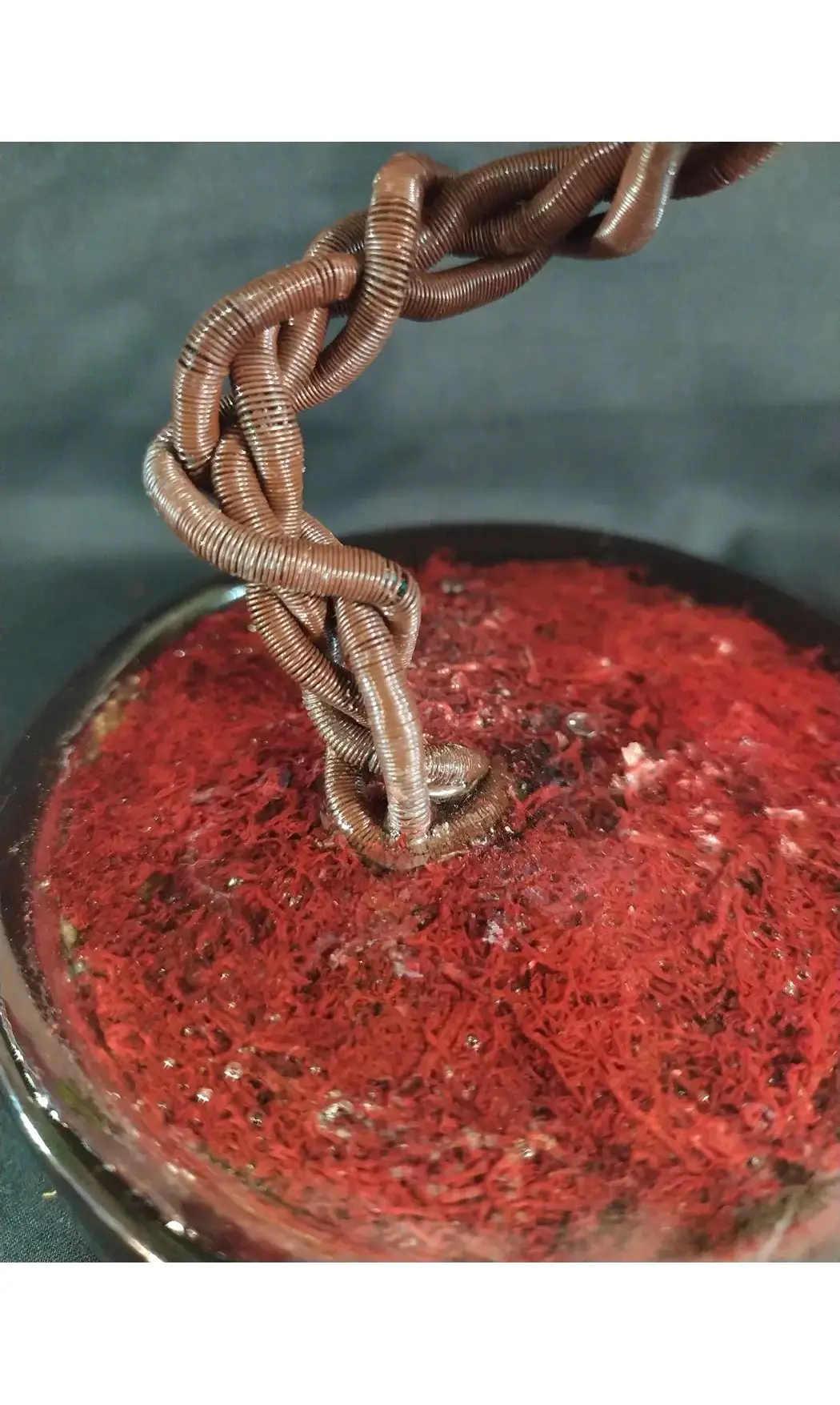 Sumac de virginie pot noir