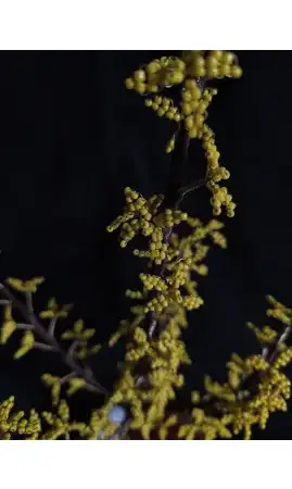Forsythia socle bois grenouille