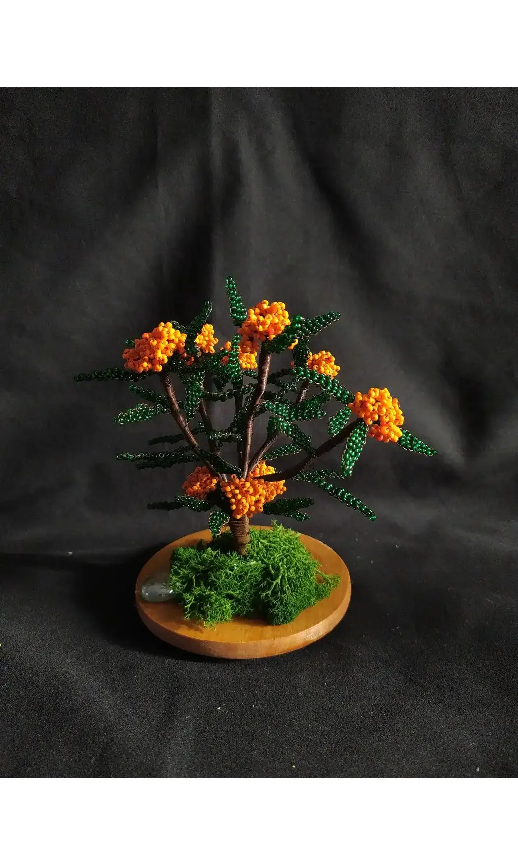 Pyracantha orange socle bois