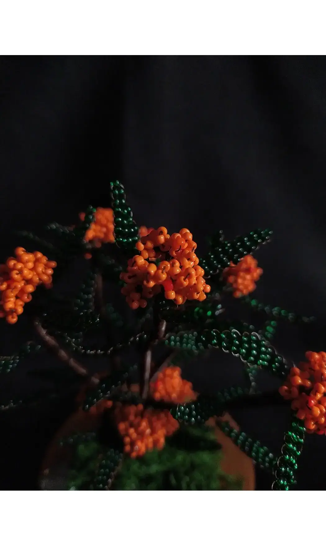Pyracantha orange socle bois