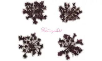 Fleurs séchées violette