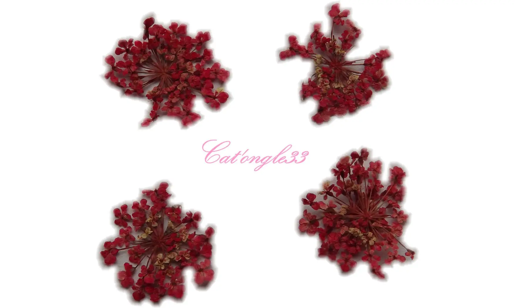 Fleurs séchées framboise