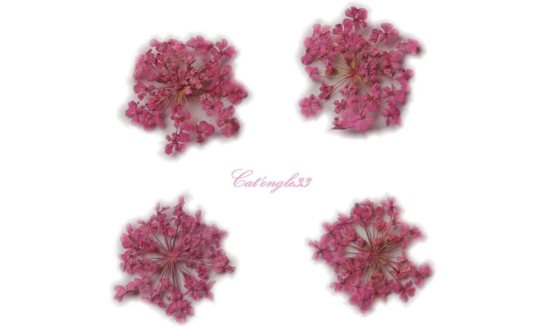 Fleurs séchées rose