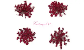 Fleurs séchées rouge