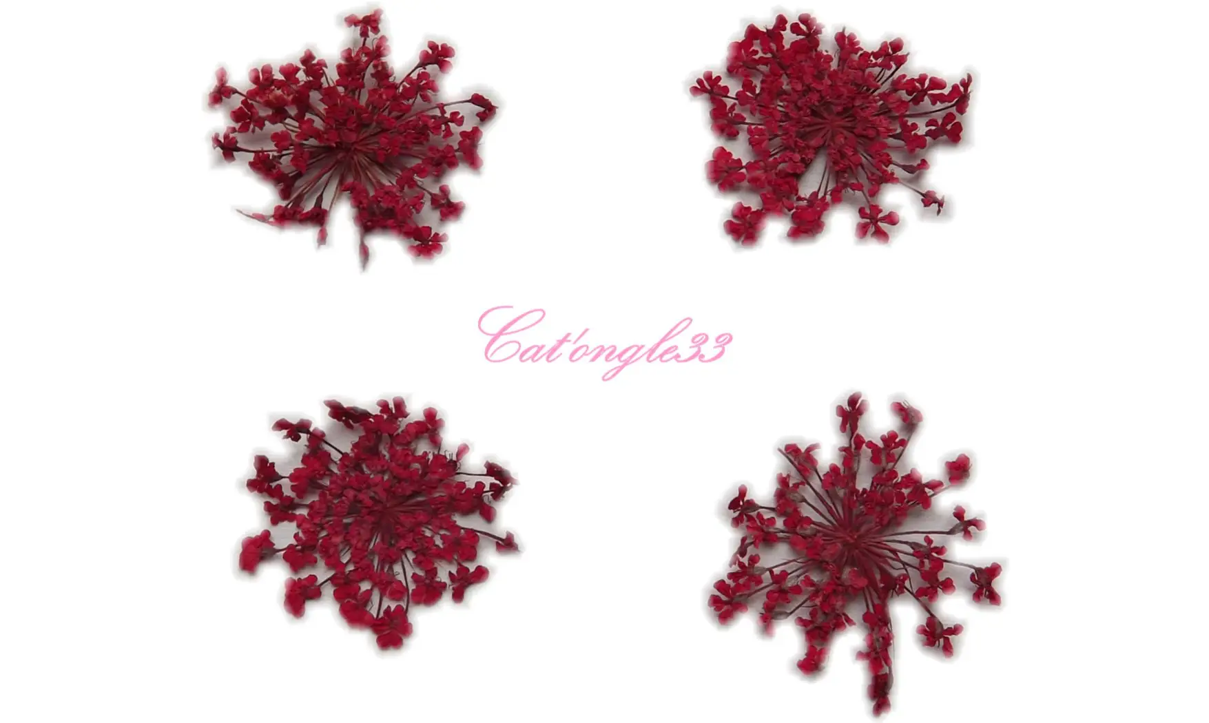 Fleurs séchées rouge
