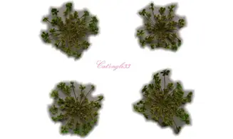 Fleurs séchées verte